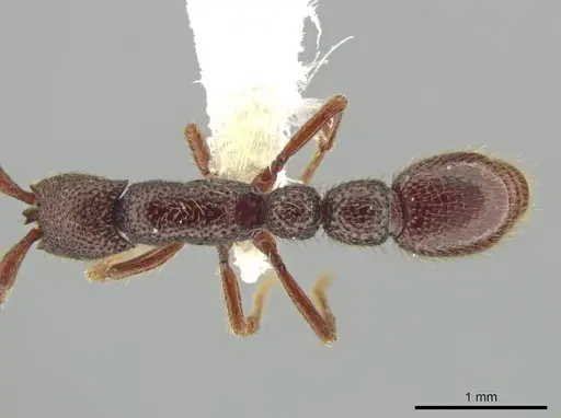 Syscia lacandona specimen CASENT0644513 image casent0644513_1
