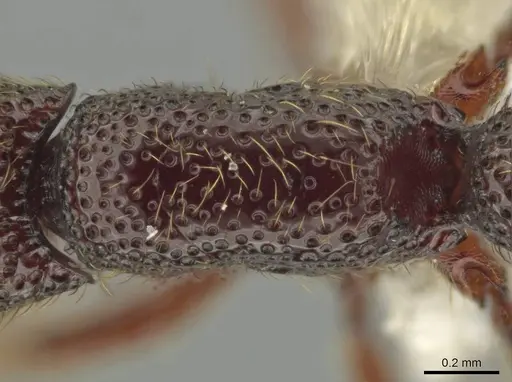Syscia lacandona specimen CASENT0644513 image casent0644513_2
