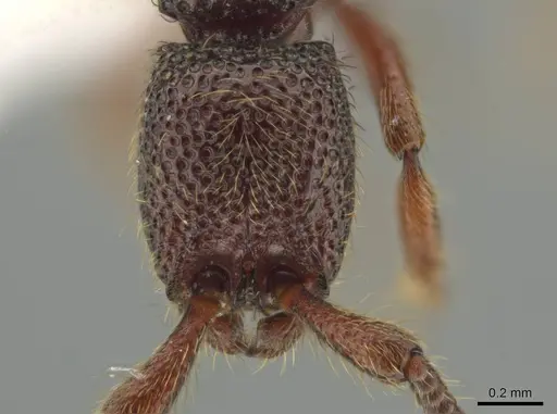 Syscia lacandona specimen CASENT0644513 image casent0644513_3