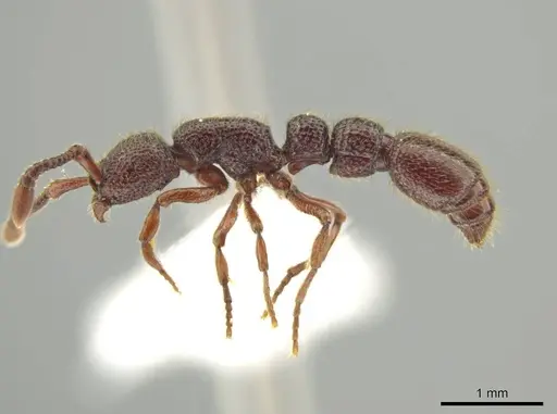Syscia lacandona specimen CASENT0644513 image casent0644513_4