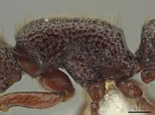 Syscia lacandona specimen CASENT0644513 image casent0644513_5