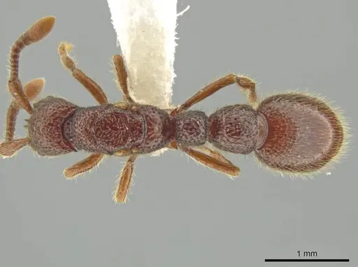 Syscia lacandona specimen JTLC000009793 image jtlc000009793_1