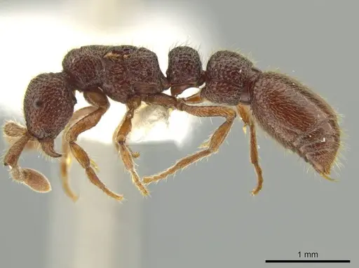 Syscia lacandona specimen JTLC000009793 image jtlc000009793_3