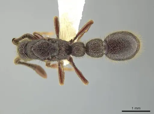 Syscia latepunctata specimen CASENT0637042 image casent0637042_1