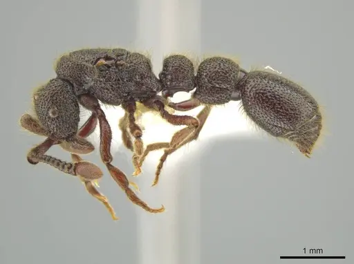 Syscia latepunctata specimen CASENT0637042 image casent0637042_3