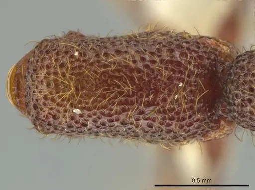 Syscia latepunctata specimen CASENT0637043 image casent0637043_1