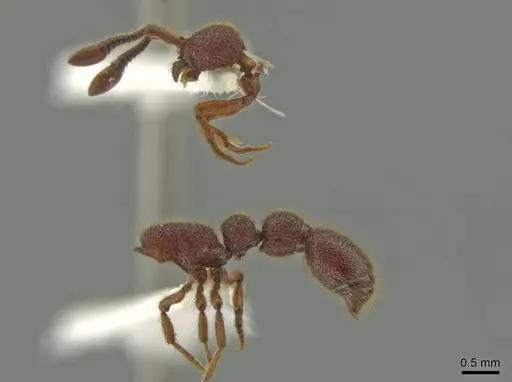 Syscia latepunctata specimen CASENT0637043 image casent0637043_3