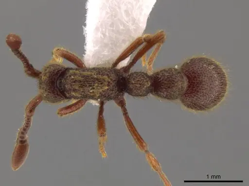Syscia latepunctata specimen INB0003695248 image inb0003695248_1