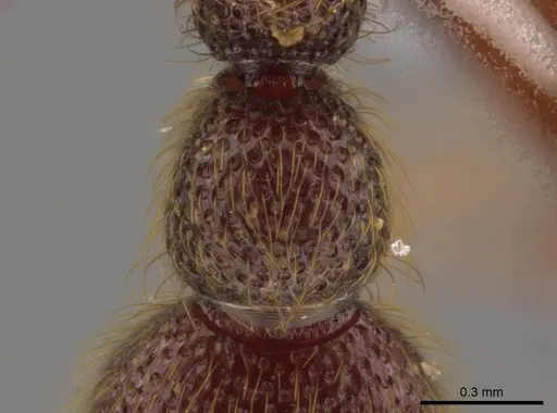 Syscia latepunctata specimen INB0003695248 image inb0003695248_2