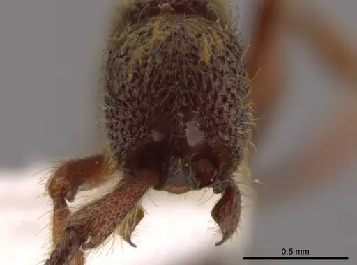 Syscia latepunctata specimen INB0003695248 image inb0003695248_3