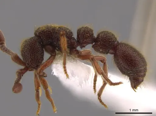 Syscia latepunctata specimen INB0003695248 image inb0003695248_4