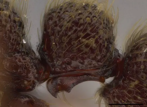Syscia latepunctata specimen INB0003695248 image inb0003695248_5