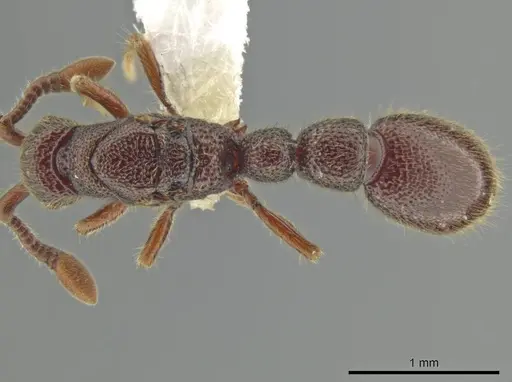 Syscia machaquila specimen CASENT0644491 image casent0644491_1