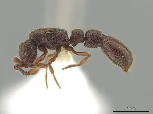 Syscia machaquila specimen CASENT0644491 image casent0644491_3