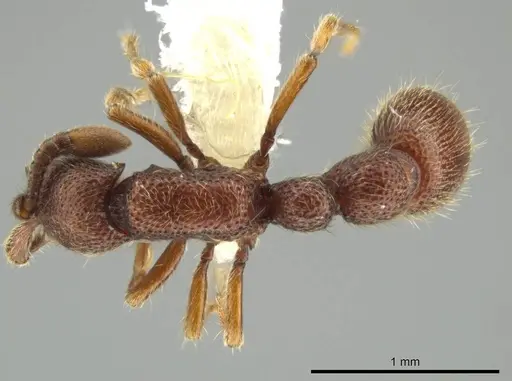 Syscia machaquila specimen CASENT0644493 image casent0644493_1
