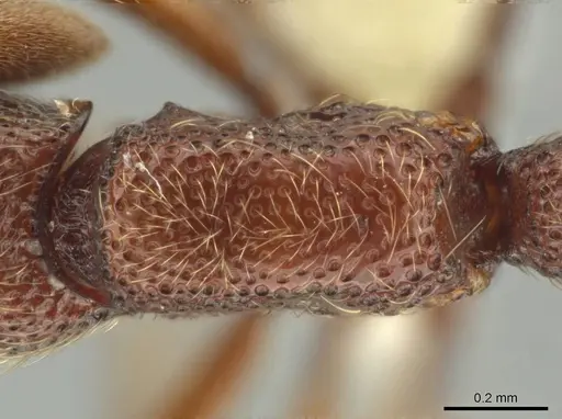 Syscia machaquila specimen CASENT0644493 image casent0644493_2