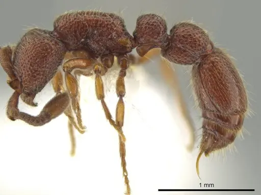 Syscia machaquila specimen CASENT0644493 image casent0644493_4