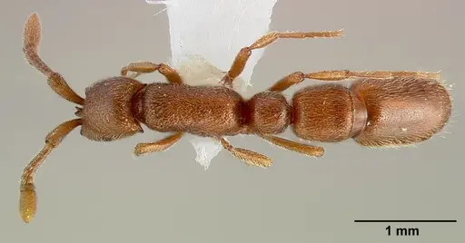 Syscia madrensis specimen CASENT0005317 image casent0005317_1