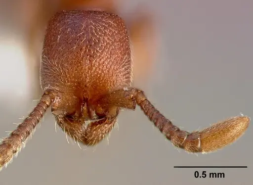Syscia madrensis specimen CASENT0005317 image casent0005317_2