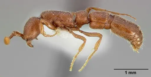 Syscia madrensis specimen CASENT0005317 image casent0005317_3