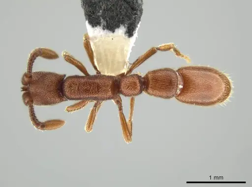 Syscia madrensis specimen CASENT0638281 image casent0638281_1