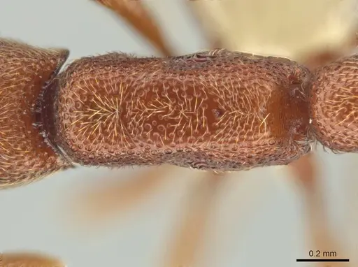 Syscia madrensis specimen CASENT0638281 image casent0638281_2