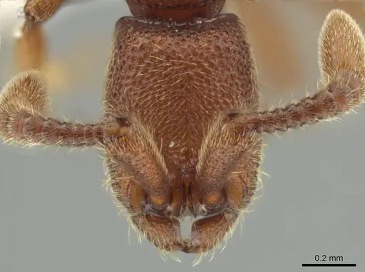 Syscia madrensis specimen CASENT0638281 image casent0638281_3