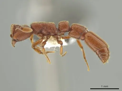 Syscia madrensis specimen CASENT0638281 image casent0638281_4