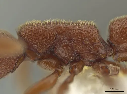 Syscia madrensis specimen CASENT0638281 image casent0638281_5
