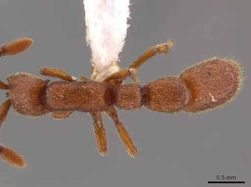 Syscia madrensis specimen JTLC000004337 image jtlc000004337_1