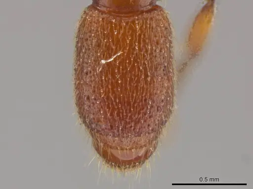 Syscia madrensis specimen JTLC000004337 image jtlc000004337_2