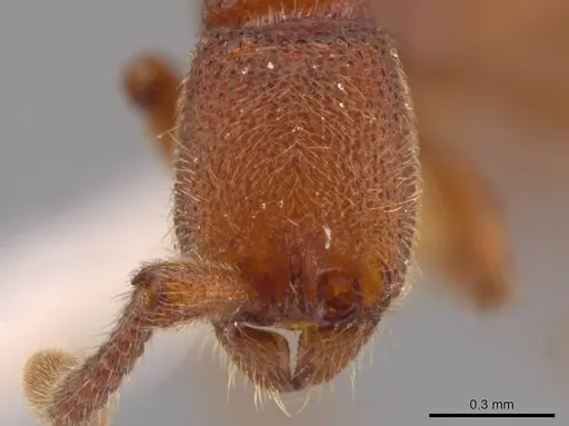Syscia madrensis specimen JTLC000004337 image jtlc000004337_3