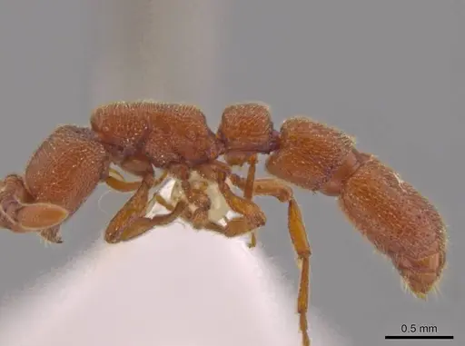 Syscia madrensis specimen JTLC000004337 image jtlc000004337_4
