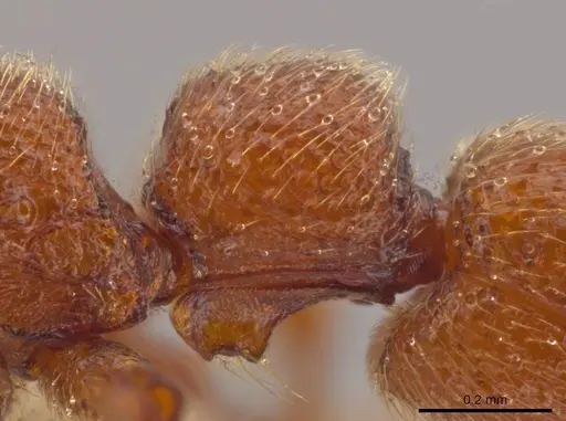 Syscia madrensis specimen JTLC000004337 image jtlc000004337_5