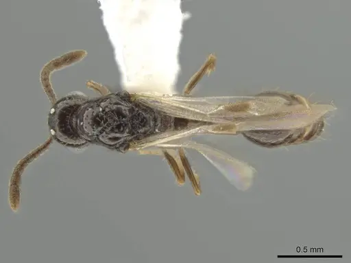 Syscia minuta specimen CASENT0628949 image casent0628949_1