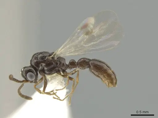 Syscia minuta specimen CASENT0628949 image casent0628949_3