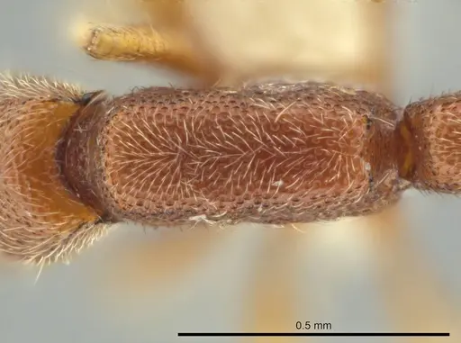 Syscia minuta specimen CASENT0644367 image casent0644367_1
