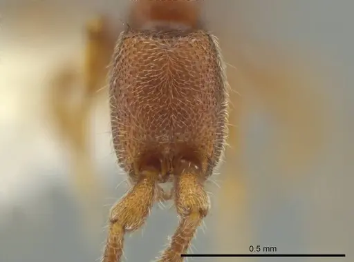 Syscia minuta specimen CASENT0644367 image casent0644367_2