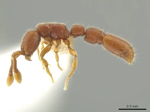 Syscia minuta specimen CASENT0644367 image casent0644367_3