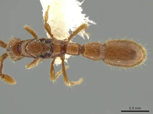 Syscia minuta specimen CASENT0644439 image casent0644439_1