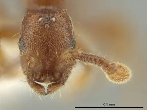 Syscia minuta specimen CASENT0644439 image casent0644439_2