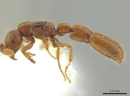 Syscia minuta specimen CASENT0644439 image casent0644439_3