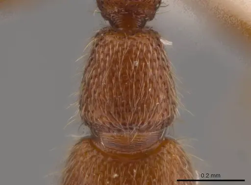 Syscia minuta specimen INBIOCRI001282487 image inbiocri001282487_1