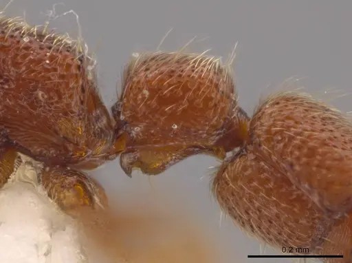 Syscia minuta specimen INBIOCRI001282487 image inbiocri001282487_2