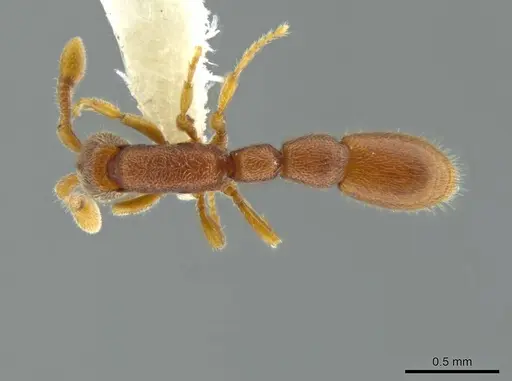 Syscia minuta specimen INBIOCRI002281527 image inbiocri002281527_1