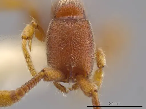 Syscia minuta specimen INBIOCRI002281527 image inbiocri002281527_2