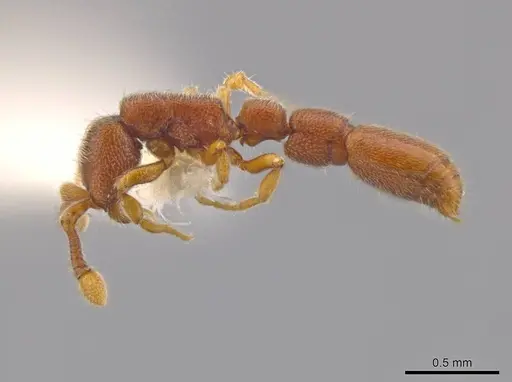 Syscia minuta specimen INBIOCRI002281527 image inbiocri002281527_3