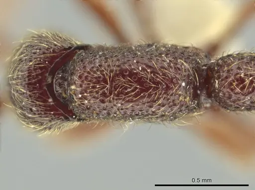 Syscia murillocruzae specimen CASENT0628992 image casent0628992_1