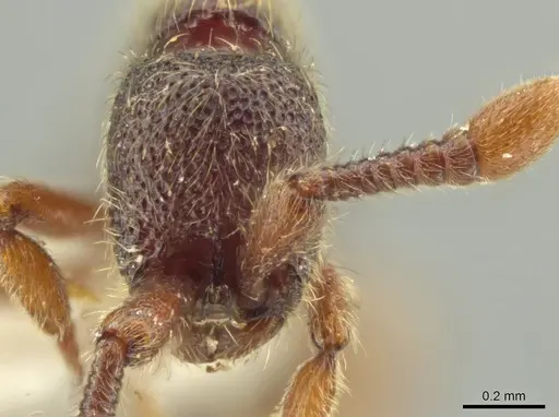 Syscia murillocruzae specimen CASENT0628992 image casent0628992_2