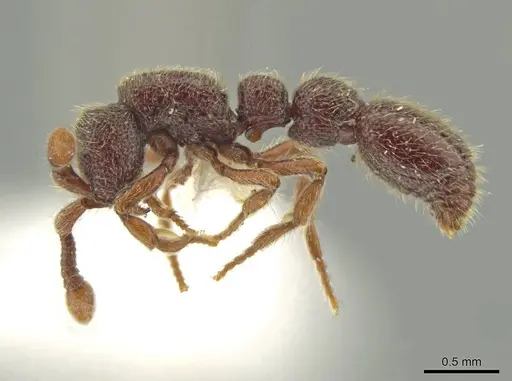 Syscia murillocruzae specimen CASENT0628992 image casent0628992_3